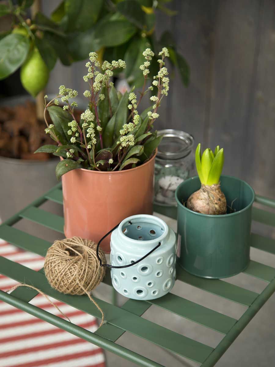 Flowerpot, Teal, Flowering plant, Succulent plant, Houseplant, Home accessories, Vase, Still life photography, Annual plant, Plant stem, 