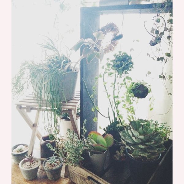 Flowerpot, Botany, Terrestrial plant, Interior design, Houseplant, Plant stem, Vase, Herb, Still life photography, Pottery, 