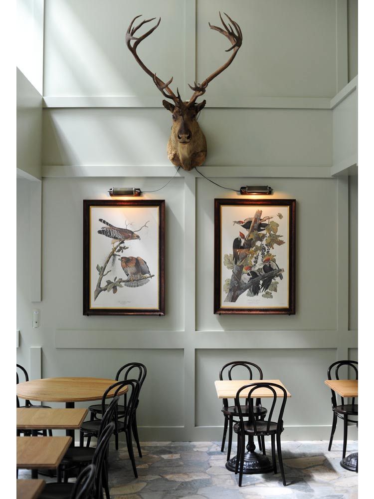 Deer, Elk, Antler, Reindeer, Furniture, Horn, Room, Wall, Interior design, Chair, 