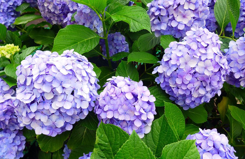 Vegetation, Blue, Daytime, Plant, Flower, Violet, Purple, Lavender, Majorelle blue, Azure, 