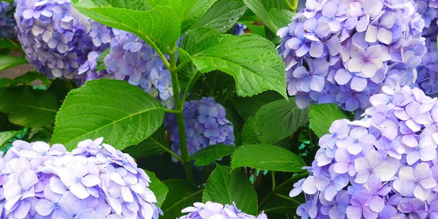 Vegetation, Blue, Daytime, Plant, Flower, Purple, Violet, Majorelle blue, Lavender, Groundcover, 