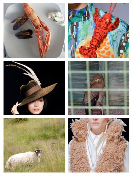 Organism, Photograph, Vertebrate, Hat, Adaptation, Sheep, Headgear, Sheep, Costume accessory, Fur, 
