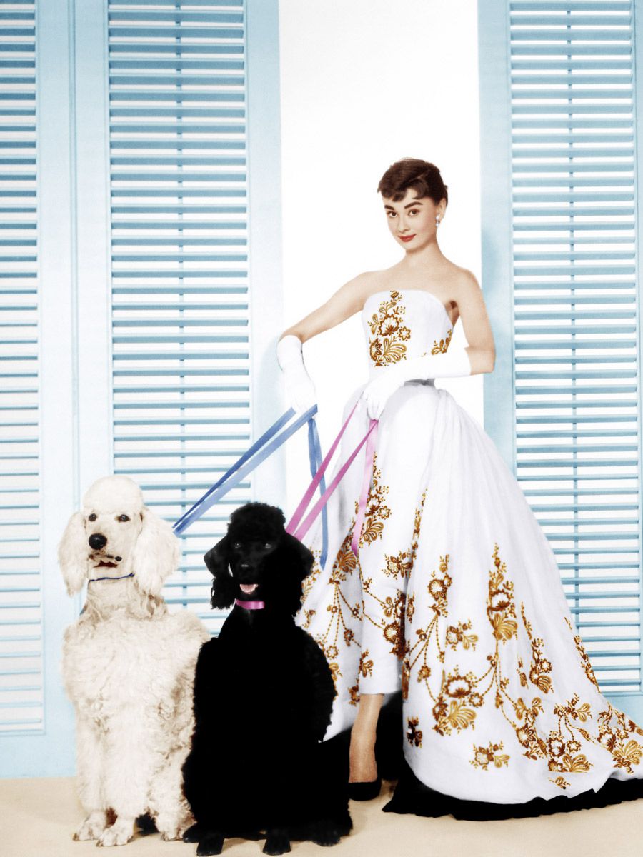 Dog breed, Dress, Textile, Strapless dress, Dog, Carnivore, Bridal clothing, Formal wear, Gown, One-piece garment, 