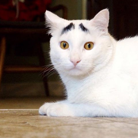 世界猫の日記念 今すぐフォローすべき 世界の人気セレブネコbest10