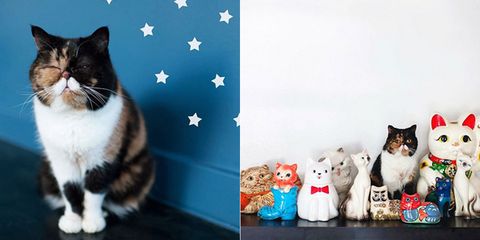 世界猫の日記念 今すぐフォローすべき 世界の人気セレブネコbest10