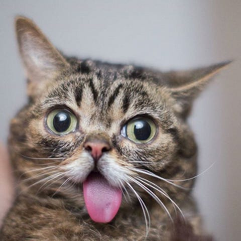 世界猫の日記念 今すぐフォローすべき 世界の人気セレブネコbest10 世界猫の日記念 今すぐフォローすべき 世界の人気セレブネコbest10