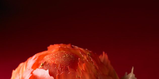 Food, Ingredient, Dishware, Seafood, Dish, Still life photography, Serveware, Peach, Delicacy, Plate, 