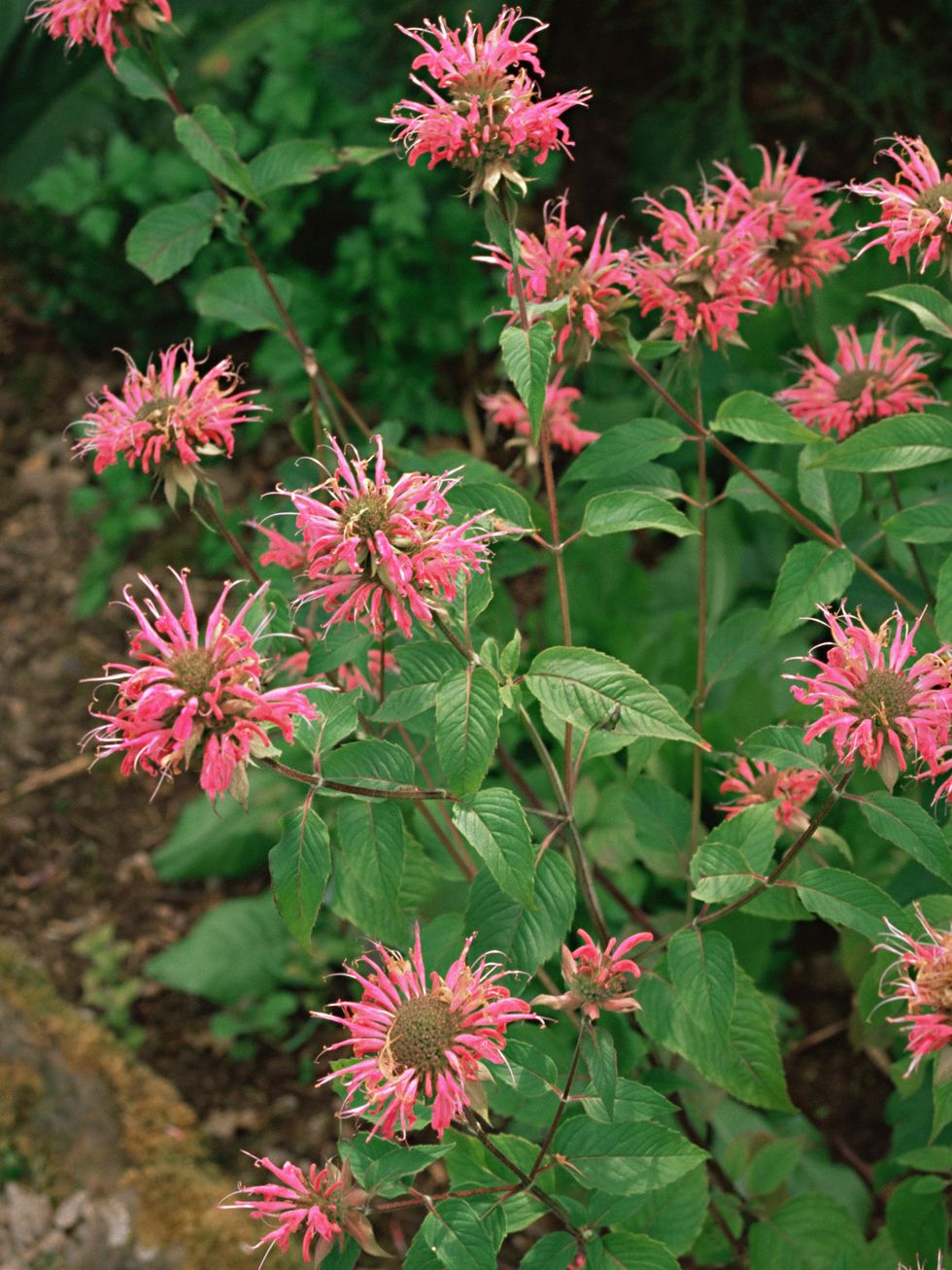 Plant, Flower, Flowering plant, Wildflower, Herbaceous plant, Annual plant, Perennial plant, Bee balm, Forb, 