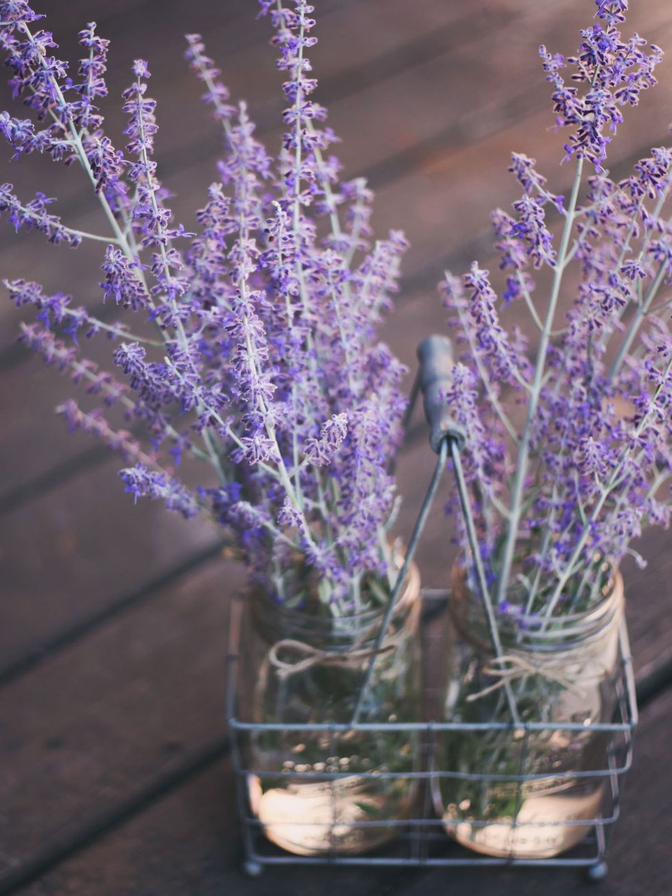 Purple, Lavender, Flower, Flowerpot, Violet, Botany, Flowering plant, Twig, Annual plant, Vase, 