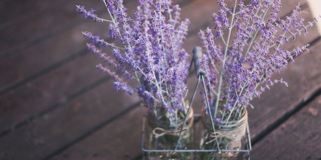 Purple, Lavender, Violet, Botany, Twig, Lilac, Lavender, Annual plant, Plant stem, English lavender, 