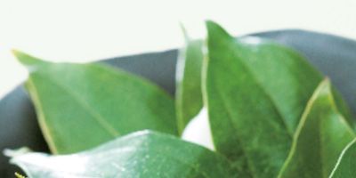 Leaf, Herb, Garcinia indica, 