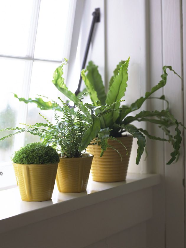 Flowerpot, Plant, Interior design, Botany, Houseplant, Terrestrial plant, Annual plant, Plant stem, Thorns, spines, and prickles, Vase, 