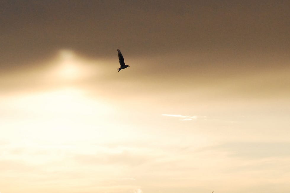 Sky, Horizon, Sea, Sunset, Ocean, Calm, Cloud, Evening, Morning, Atmosphere, 