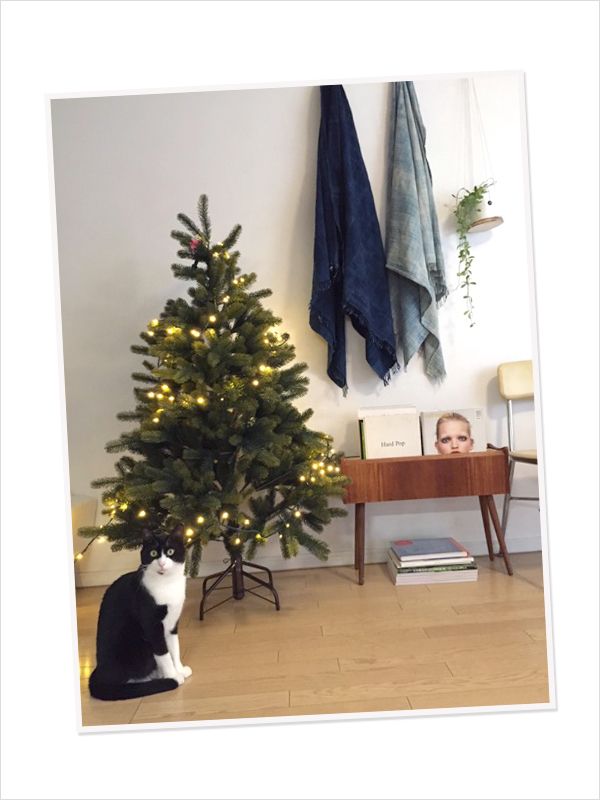 Interior design, Room, Small to medium-sized cats, Felidae, Christmas tree, Carnivore, Interior design, Christmas decoration, Cat, Home, 