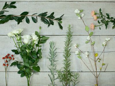 Branch, Flower, Petal, Flowering plant, Botany, Shrub, Plant stem, Pedicel, Rose family, Rose, 