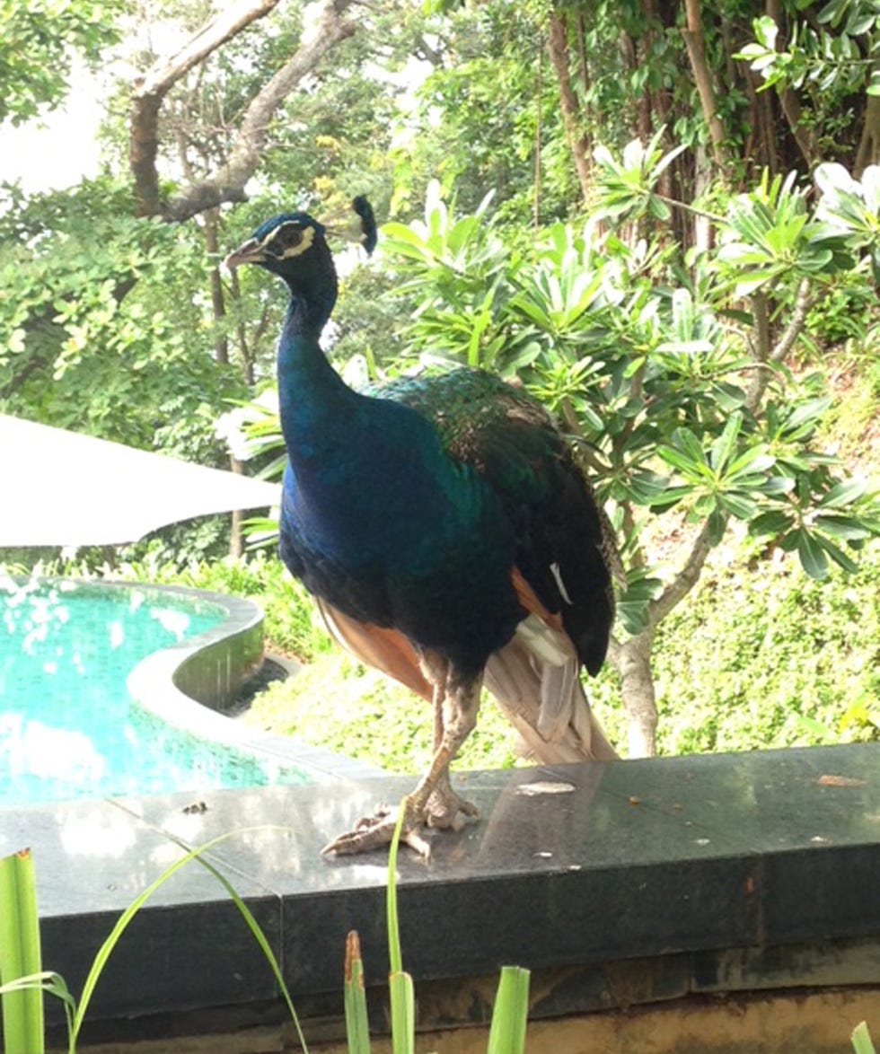 Peafowl, Vegetation, Phasianidae, Galliformes, Bird, Vertebrate, Beak, Feather, Nature reserve, Botany, 