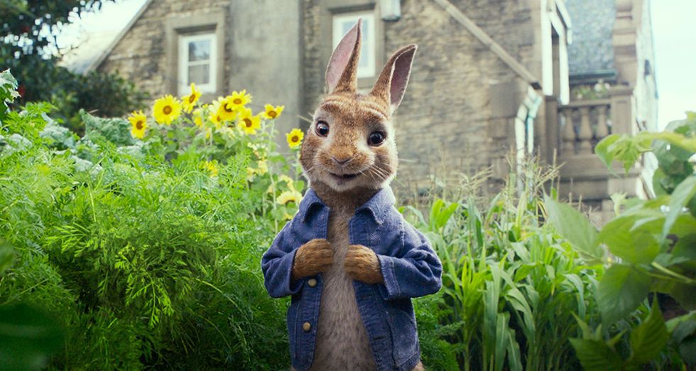 Rabbit, Rabbits and Hares, Adaptation, Shrub, Garden, Groundcover, wood rabbit, Grass family, Spring, Domestic rabbit, 