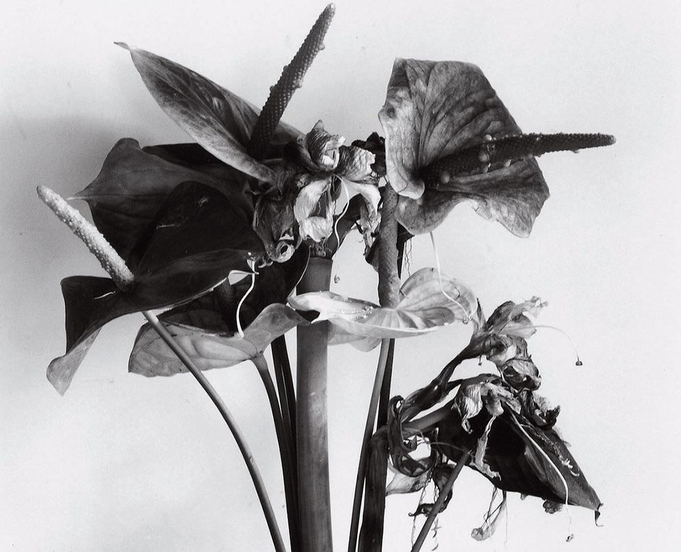 Monochrome photography, Black-and-white, Flower, Plant, Monochrome, Leaf, Still life photography, Photography, Illustration, Art, 