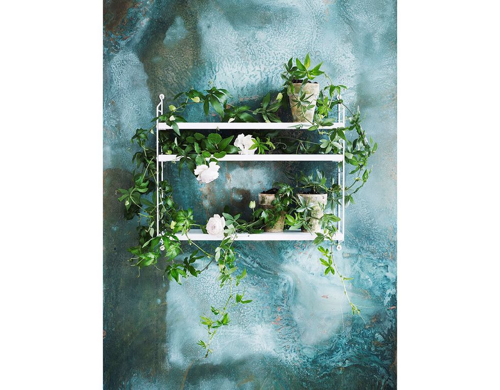 Green, Watercolor paint, Plant, Shelf, Furniture, Flower, Table, Houseplant, Still life, Herb, 