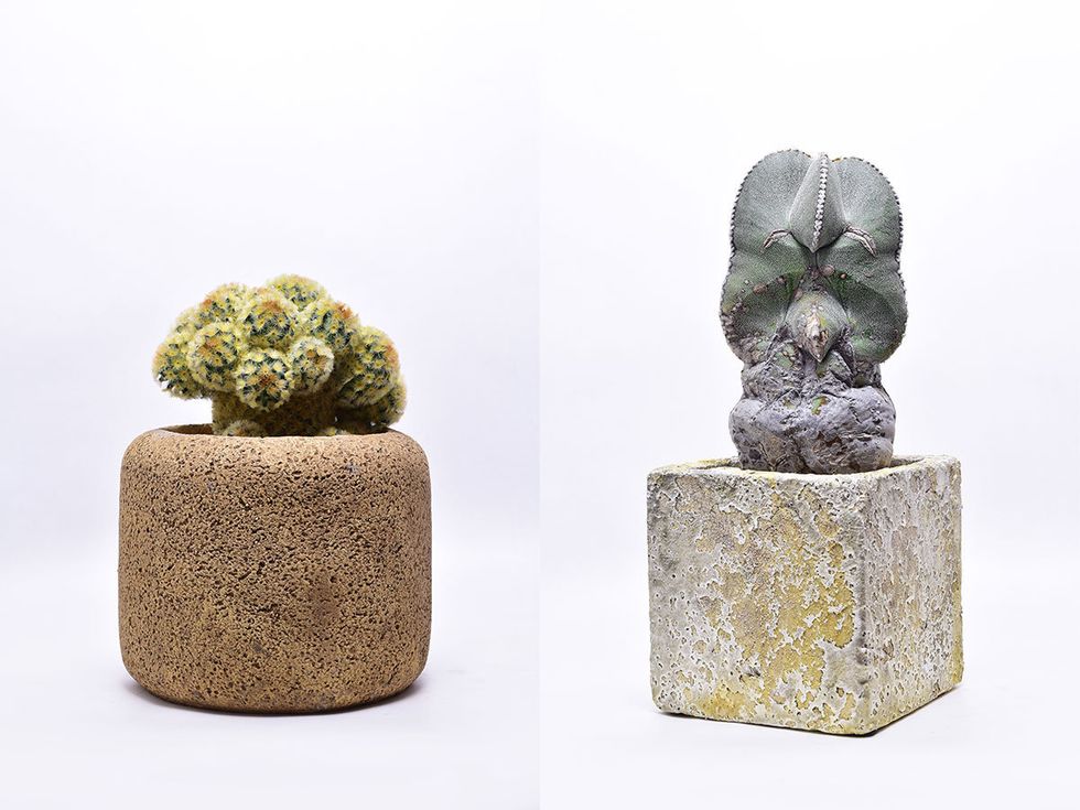 Flowerpot, Cactus, Rock, Sculpture, Plant, Houseplant, Succulent plant, Stone carving, 