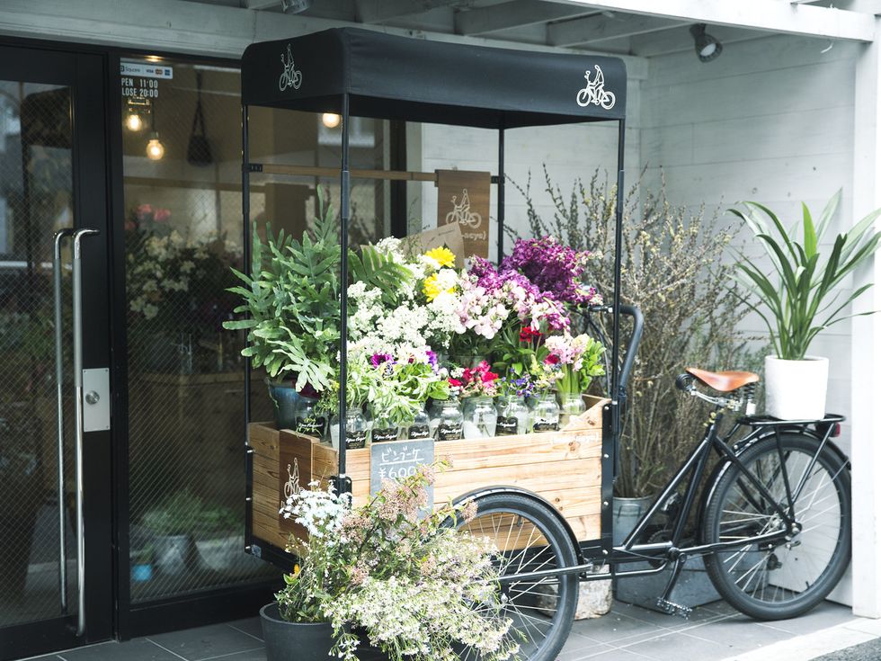Flowerpot, Bicycle tire, Bicycle wheel rim, Plant, Bicycle wheel, Bicycle accessory, Bicycle part, Flower, Bicycle, Bicycle fork, 