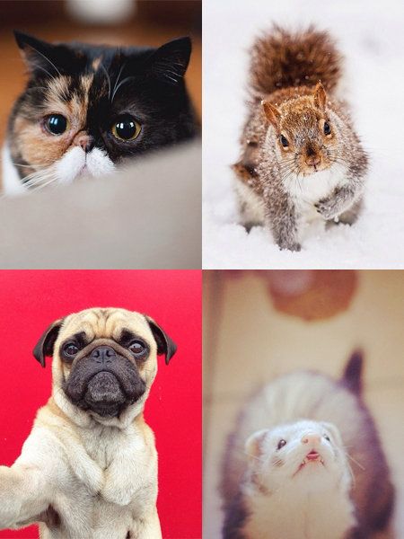 Organism, Skin, Vertebrate, Dog, Carnivore, Snout, Iris, Whiskers, Fawn, Small to medium-sized cats, 