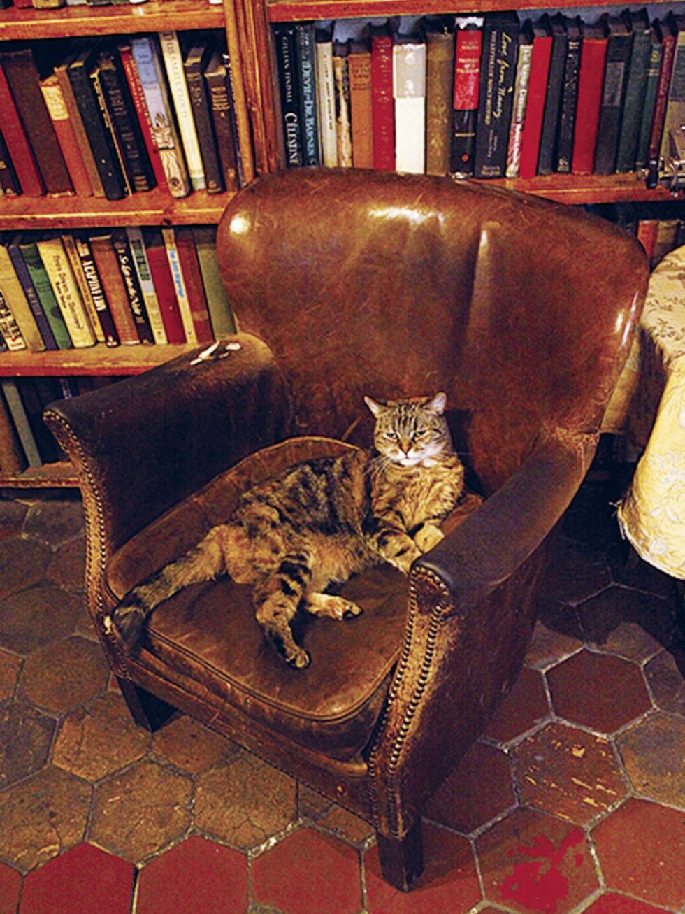 Chair, Cat, Furniture, Small to medium-sized cats, Felidae, Room, Bookcase, Interior design, Couch, Book, 