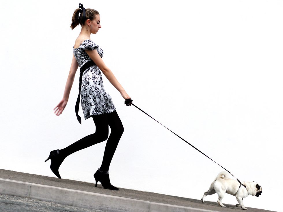 Leash, Dog walking, Fashion, Dog, Companion dog, Canidae, Walking, Fashion accessory, Style, Carnivore, 