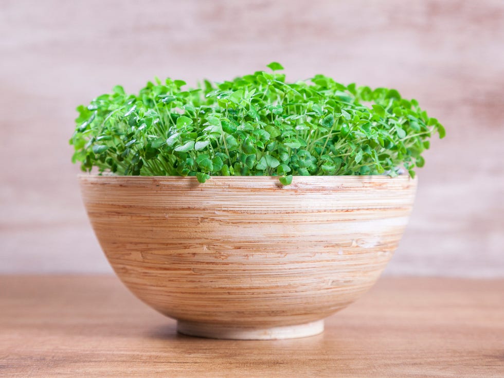 Flowerpot, Plant, Herb, Leaf vegetable, Grass, Vegetable, Leaf, Food, Parsley, Flower, 