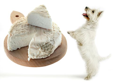 おねだりされても 犬にチーズをあげてはいけない理由