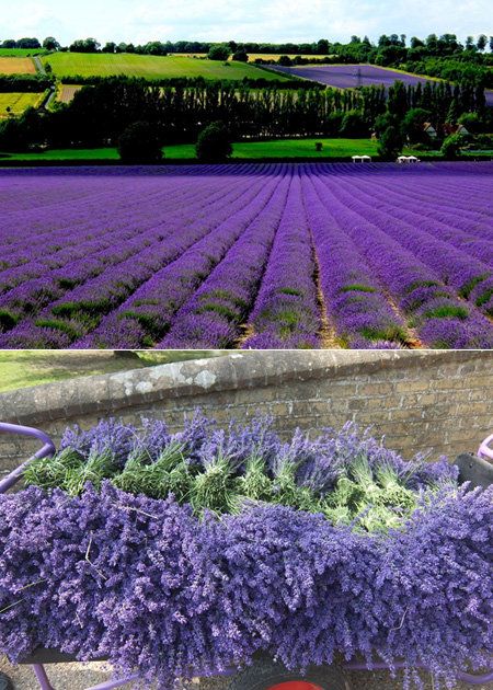 Plant, Purple, Lavender, Farm, Agriculture, Field, Violet, Garden, Plantation, Lavender, 