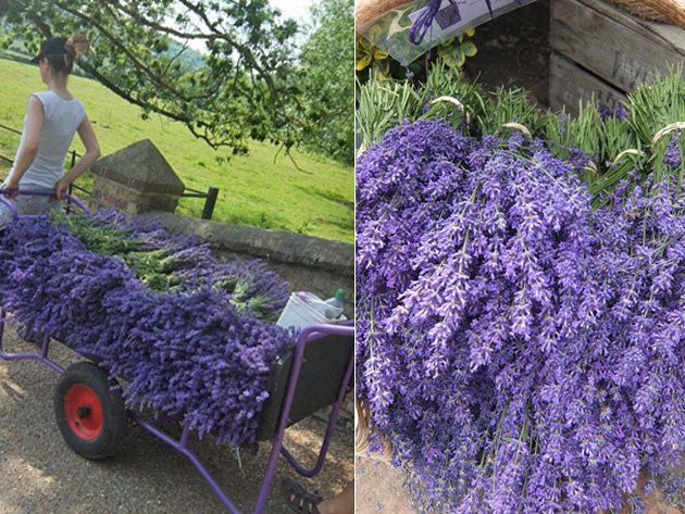Plant, Purple, Shrub, Lavender, Violet, Garden, Groundcover, Cart, Subshrub, Annual plant, 