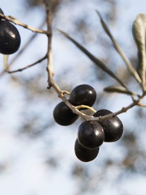 Branch, Twig, Woody plant, Produce, Berry, Fruit, Fruit tree, Macro photography, Currant, Sphere, 