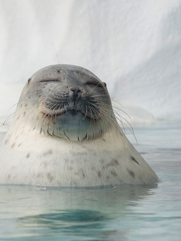 Body of water, Liquid, Fluid, Nature, Daytime, Organism, Marine mammal, Seal, Whiskers, Water resources, 
