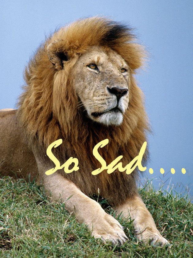Lion, Skin, Masai lion, Vertebrate, Terrestrial animal, Felidae, Carnivore, Snout, Ecoregion, Big cats, 