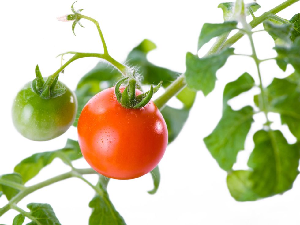 Green, Produce, Vegetable, Natural foods, Whole food, Tomato, Ingredient, Food, Plum tomato, Bush tomato, 