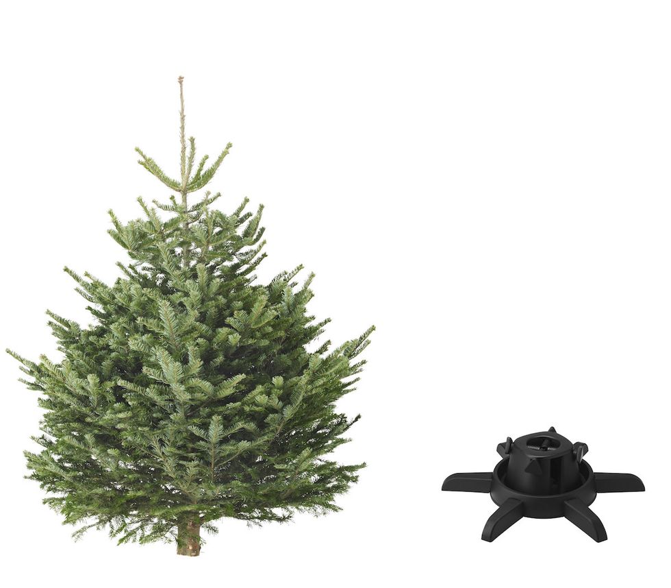 shortleaf black spruce, balsam fir, Colorado spruce, White pine, Yellow fir, Tree, oregon pine, Arizona Cypress, Canadian fir, Columbian spruce, 