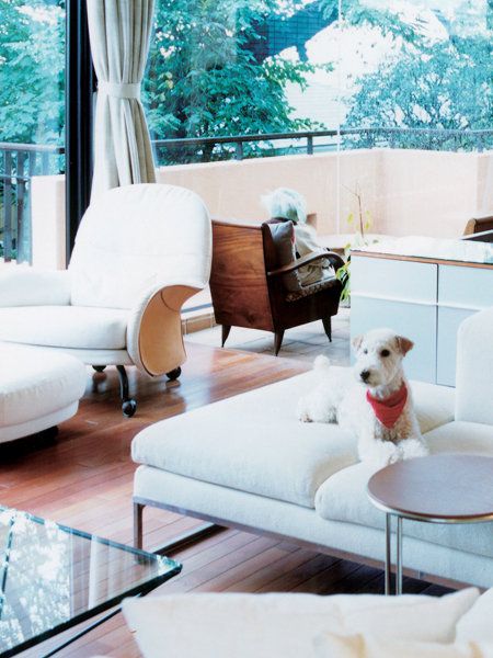 Interior design, Room, Wood, Home, Furniture, Dog, Living room, Carnivore, Table, Dog breed, 