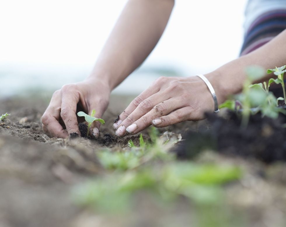 Soil, Hand, Sowing, Plant, Plantation, Grass, Finger, Adaptation, Gardener, Gesture, 