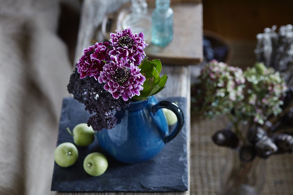 Blue, Serveware, Flower, Purple, Flowerpot, Petal, Lavender, Violet, Plastic bottle, Flowering plant, 