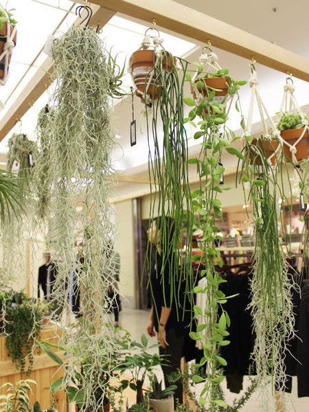 Plant, Interior design, Ceiling, Botany, Interior design, Terrestrial plant, Flowerpot, Light fixture, Flowering plant, Thorns, spines, and prickles, 