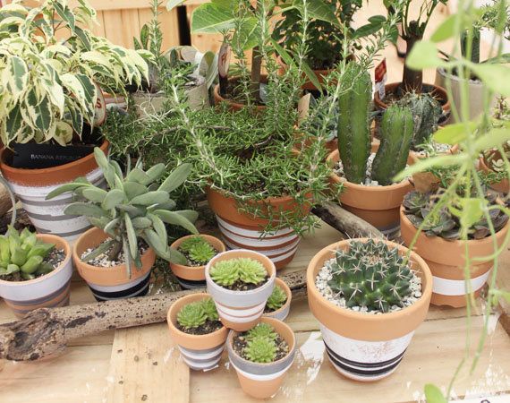 Flowerpot, Plant, Terrestrial plant, Houseplant, Interior design, Thorns, spines, and prickles, Annual plant, Succulent plant, Cactus, Caryophyllales, 