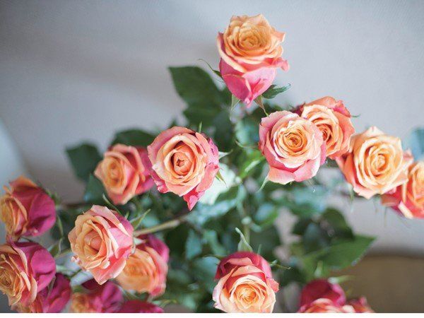Petal, Flower, Pink, Peach, Orange, Flowering plant, Rose family, Garden roses, Rose order, Floristry, 