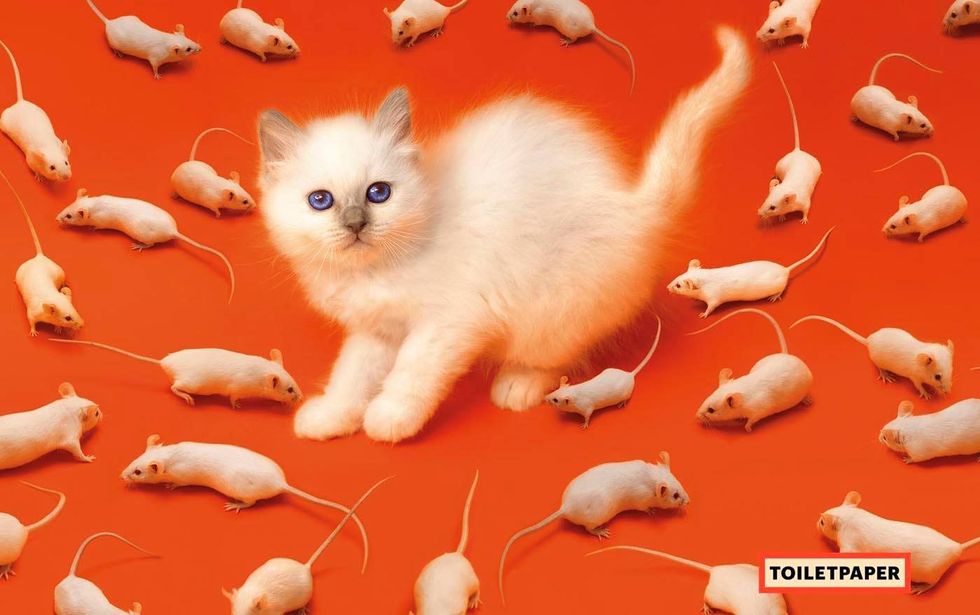 Cat, Small to medium-sized cats, Felidae, Kitten, Organism, Tail, Carnivore, Birman, Whiskers, Ragdoll, 