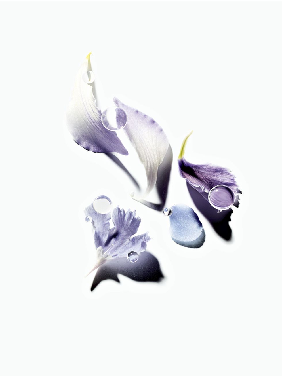 Art, Violet, Purple, Lavender, Feather, Flowering plant, Painting, Illustration, Drawing, Iris, 