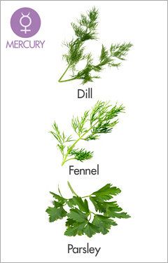 Leaf, Ingredient, Botany, Herb, Fines herbes, Annual plant, Graphics, Leaf vegetable, Plant stem, Drawing, 