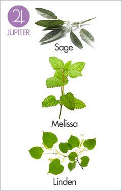 Green, Leaf, Botany, Herb, Plant stem, Annual plant, Graphics, Peppermint, Herbal, Publication, 