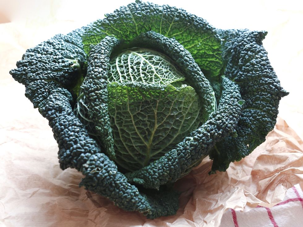 Adaptation, Colorfulness, Leaf vegetable, Vegetable, wild cabbage, Annual plant, 