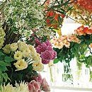 Flower, Petal, Pink, Floristry, Flowering plant, Flower Arranging, Cut flowers, Shrub, Bouquet, Floral design, 