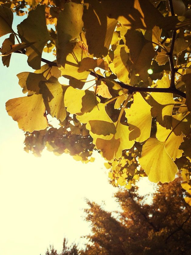 Leaf, Tree, Yellow, Branch, Sky, Light, Sunlight, Woody plant, Orange, Autumn, 